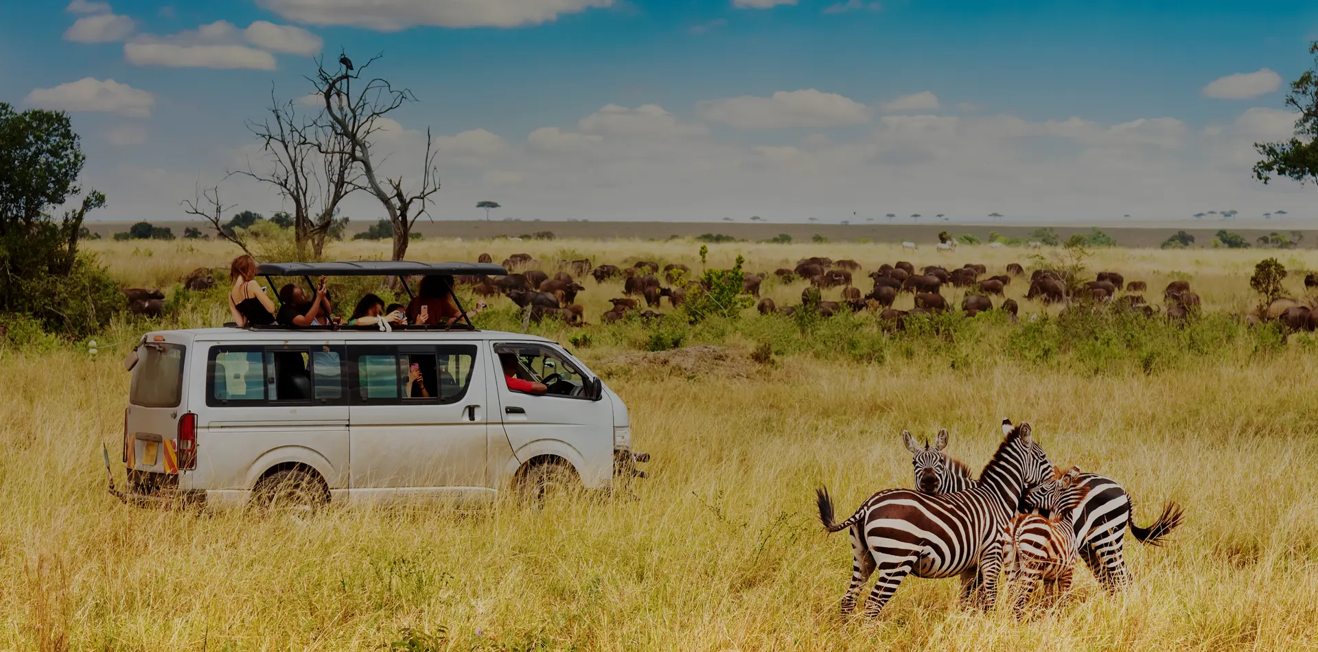 Safari d'Afrique